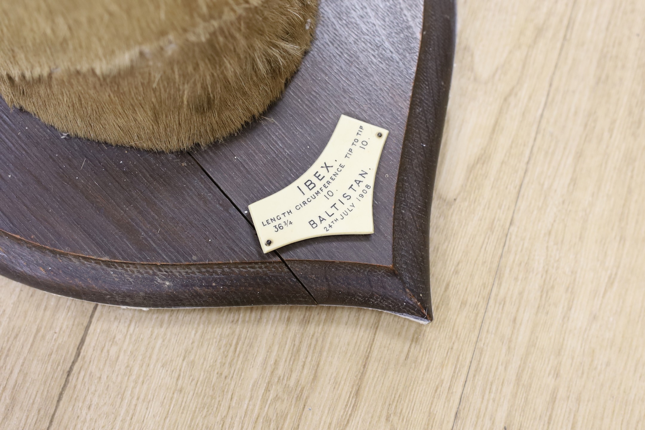 A taxidermy Ibex on shield shaped wooden mount, ivorine label ‘Baltistan 24th July 1908’, 87 cms high.